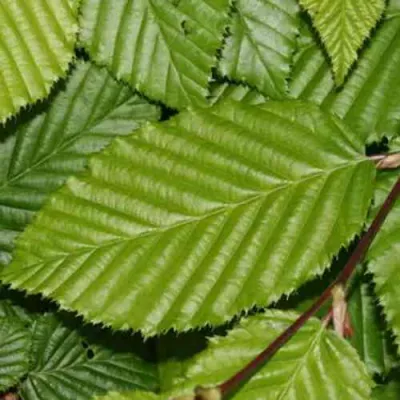 Граб японский в Волгограде