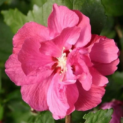 Гибискус ДЮК ДЕ БРАБАНТ сирийский  в Волгограде