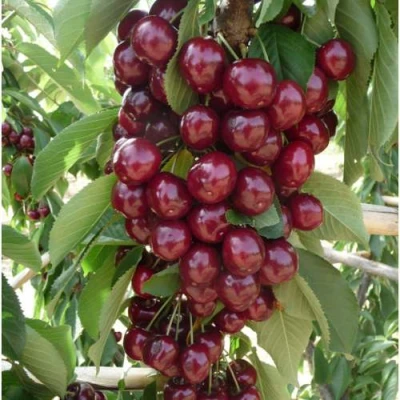 Вишня КОРОЛЕВА колонновидная в Волгограде