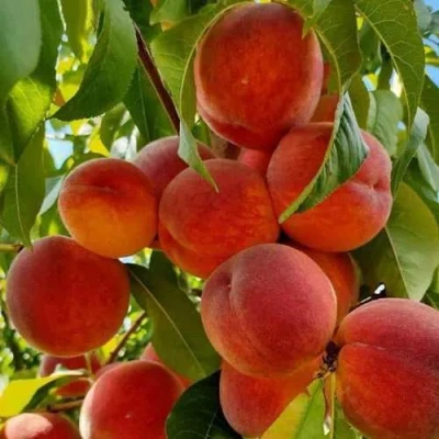 Персик ПОСОЛ МИРА в Волгограде