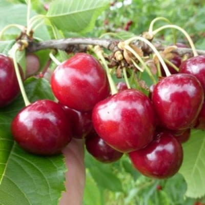 Вишня КОЛОННОВИДНАЯ в Волгограде