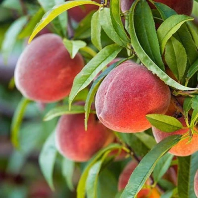 Персик РЭД ХЕВЕН в Волгограде