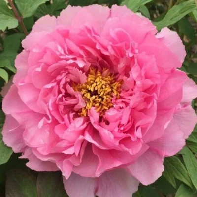 Пион РОЗОВЫЙ ЛОТОС древовидный в Волгограде