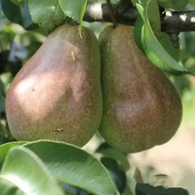 Груша БРЯНСКАЯ КРАСАВИЦА в Волгограде