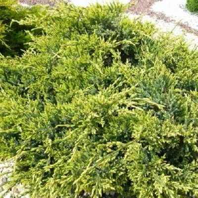 Можжевельник ГОЛД СТАР средний в Волгограде