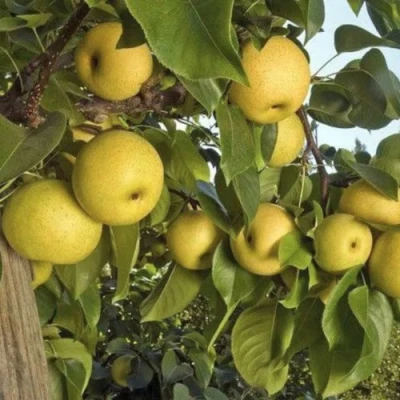 саженцы груши Олимпик