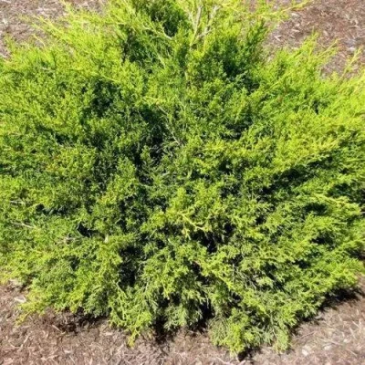 Можжевельник ИЗАБЕЛИН китайский в Волгограде