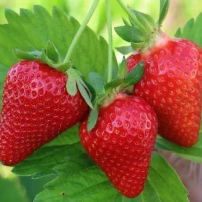 саженцы клубники Клодия