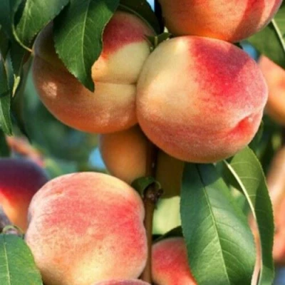 Персик ЛОЙКО 2 в Волгограде