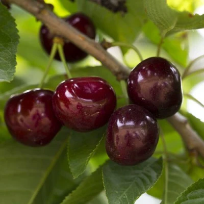 Вишня ЛАСУХА в Волгограде