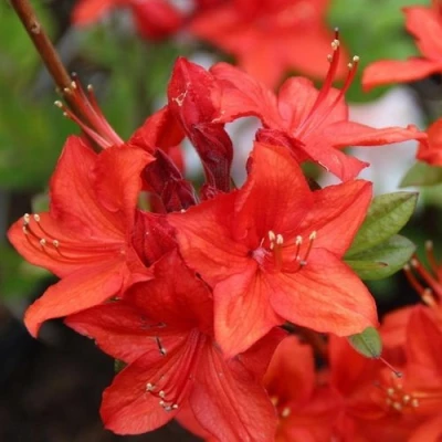 Азалия ПАРКФАЕР листопадная в Волгограде