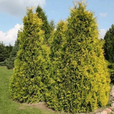 Туя АУРЕОСПИКАТА западная в Волгограде