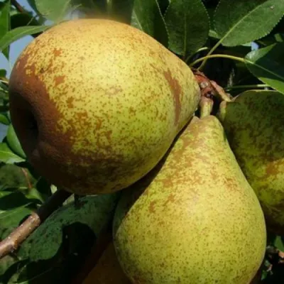 Груша ГЕНЕРАЛ ЛЕКЛЕРК в Волгограде