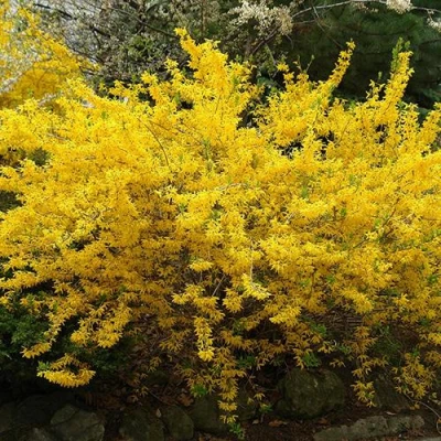 Форзиция ГОЛДЗАУБЕР средняя в Волгограде