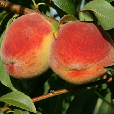 Персик МАРИЯ в Волгограде