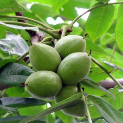 Орех маньчжурский МИЧУРИНЕЦ в Волгограде