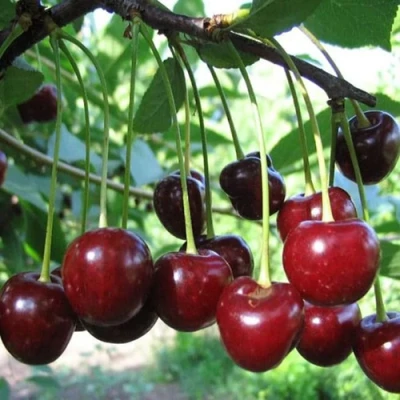 Вишня БЫСТРИНКА в Волгограде