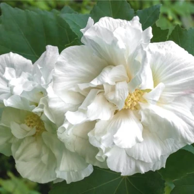 Гибискус АДМИРАЛ ДЕВЕЙ сирийский в Волгограде