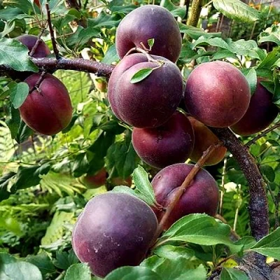 Шарафуга БЕЛЛА РОЯЛЬ в Волгограде