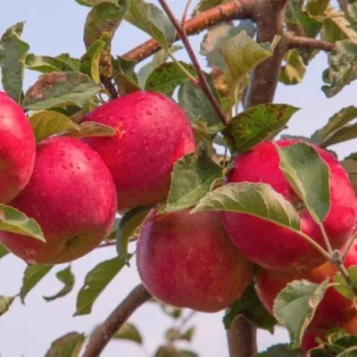 Яблоня РОЖДЕСТВЕНСКОЕ в Волгограде