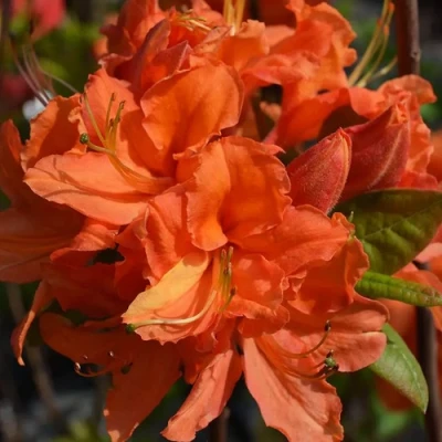 Азалия МАНДАРИН ЛАЙТС листопадная в Волгограде