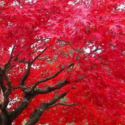 Клен гиннала  в Волгограде