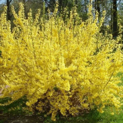 Форзиция ФОРЧУНА в Волгограде