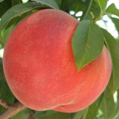 Персик МАЙСКИЙ ЦВЕТОК в Волгограде