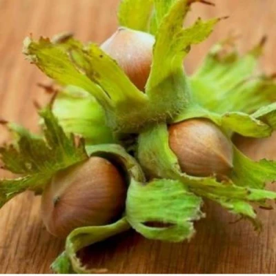 Фундук ГИГАНТ ТАМБОВСКИЙ в Волгограде