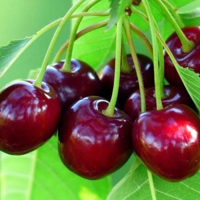 Вишня ВЯНОК в Волгограде