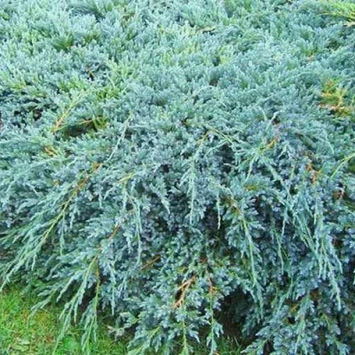 Можжевельник БЛЮ КАРПЕТ чешуйчатый в Волгограде