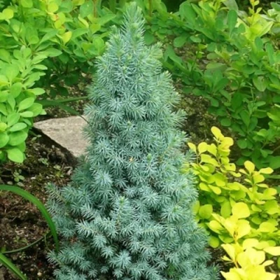 Ель КОНИКА сизая в Волгограде