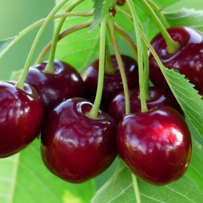 Дюк ЖИВИЦА (ЧЕРЕВИШНЯ) в Волгограде