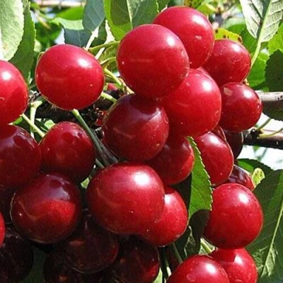 Вишня ГЛУБОКСКАЯ в Волгограде