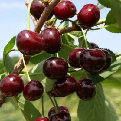 Вишня ГРИОТ БЕЛОРУССКИЙ в Волгограде