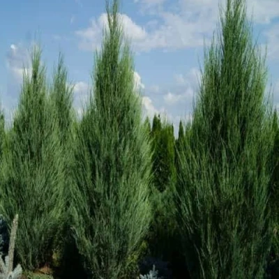 Можжевельник СКАЙРОКЕТ скальный в Волгограде