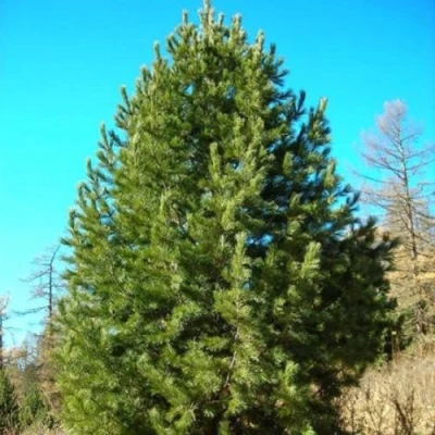 Сосна кедровая сибирская в Волгограде