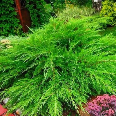 Можжевельник средний Mint Julep (МИНТ ДЖУЛЕП) в Волгограде