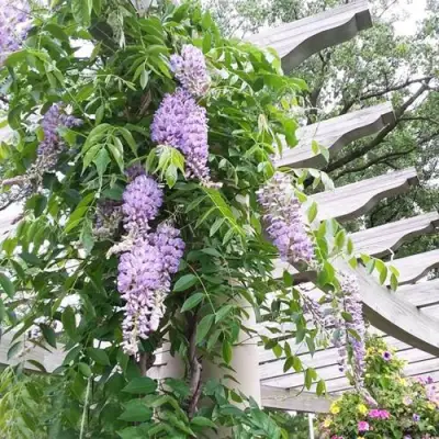 Глициния макростахия БЛЮ МУН в Волгограде