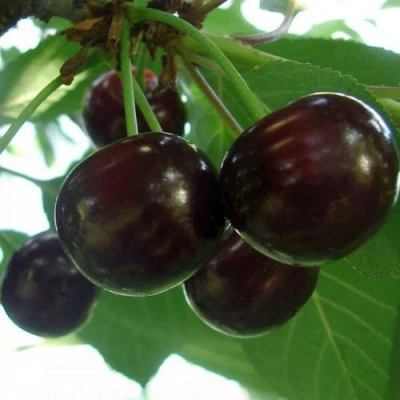 Дюк КСЕНИЯ (ЧЕРЕВИШНЯ) в Волгограде