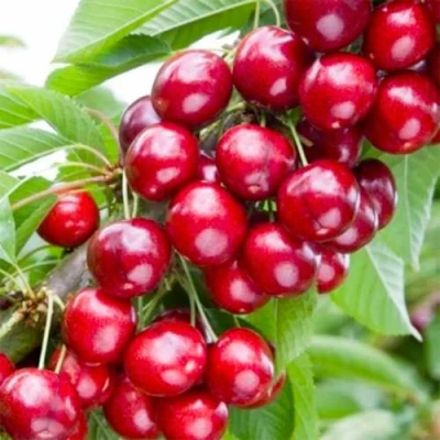 Вишня МАЛЮТКА колонновидная в Волгограде