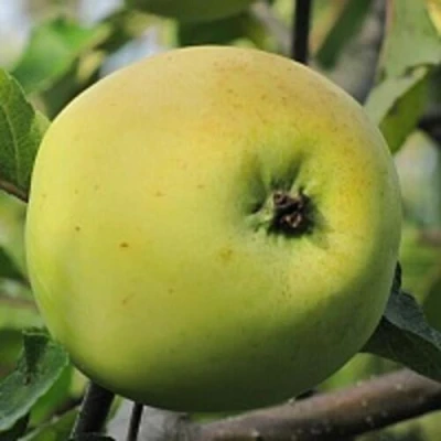 Яблоня РОССИЯНКА в Волгограде