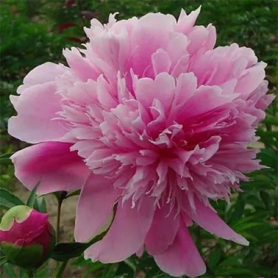 Пион ГОЛУБАЯ ХРИЗАНТЕМА травянистый в Волгограде