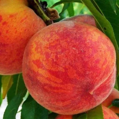 Персик ЗОЛОТОЙ ЮБИЛЕЙ в Волгограде