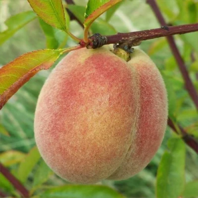 Персик ЕЛГАВСКИЙ в Волгограде