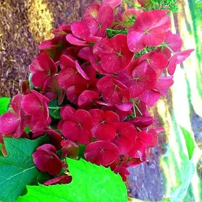 гортензия аметист