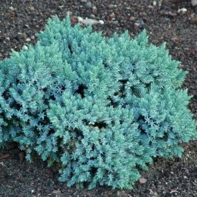 Можжевельник БЛЮ СТАР чешуйчатый в Волгограде