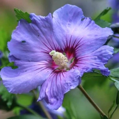 Гибискус МАРИНА сирийский в Волгограде