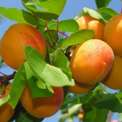 Абрикос КИЕВСКИЙ РАННИЙ в Волгограде