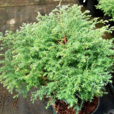 Кипарисовик СКВАРРОЗА горохоплодный в Волгограде